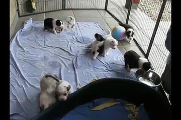 Portée Spencie x Green Day 2015 premiers jeux