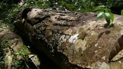 Une pluie d'araignées en Australie !