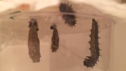 Time lapse: Painted Lady Caterpillars forming