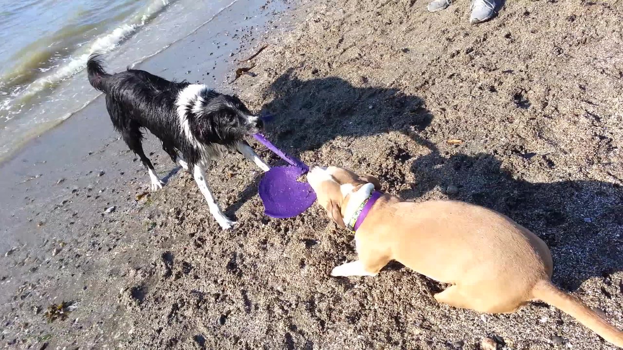 Dogs enjoy epic game of Tug of War