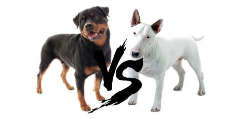 Bull Terrier vs Rottweiler
