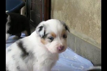 Portée Spencie x Green Day 3 semaines