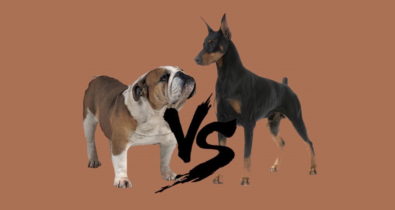 Doberman vs Bulldog