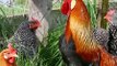 Basic tips on the care of chickens | How to take care of chickens and save money feeding chickens