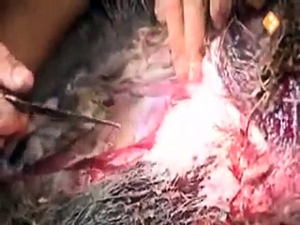 Wild slachten - Wild slaughter