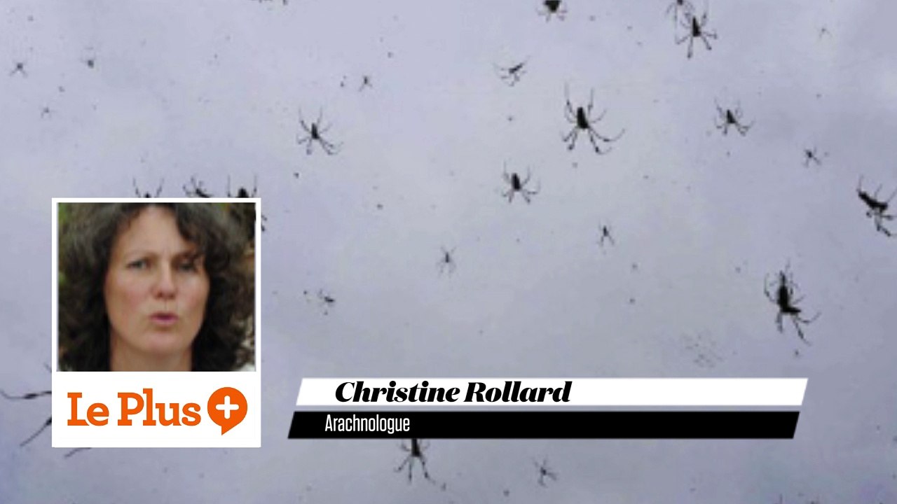 Comment expliquer la pluie d'araignées en Australie ?