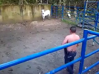 fun with bull is very dangerous.................. hahaha