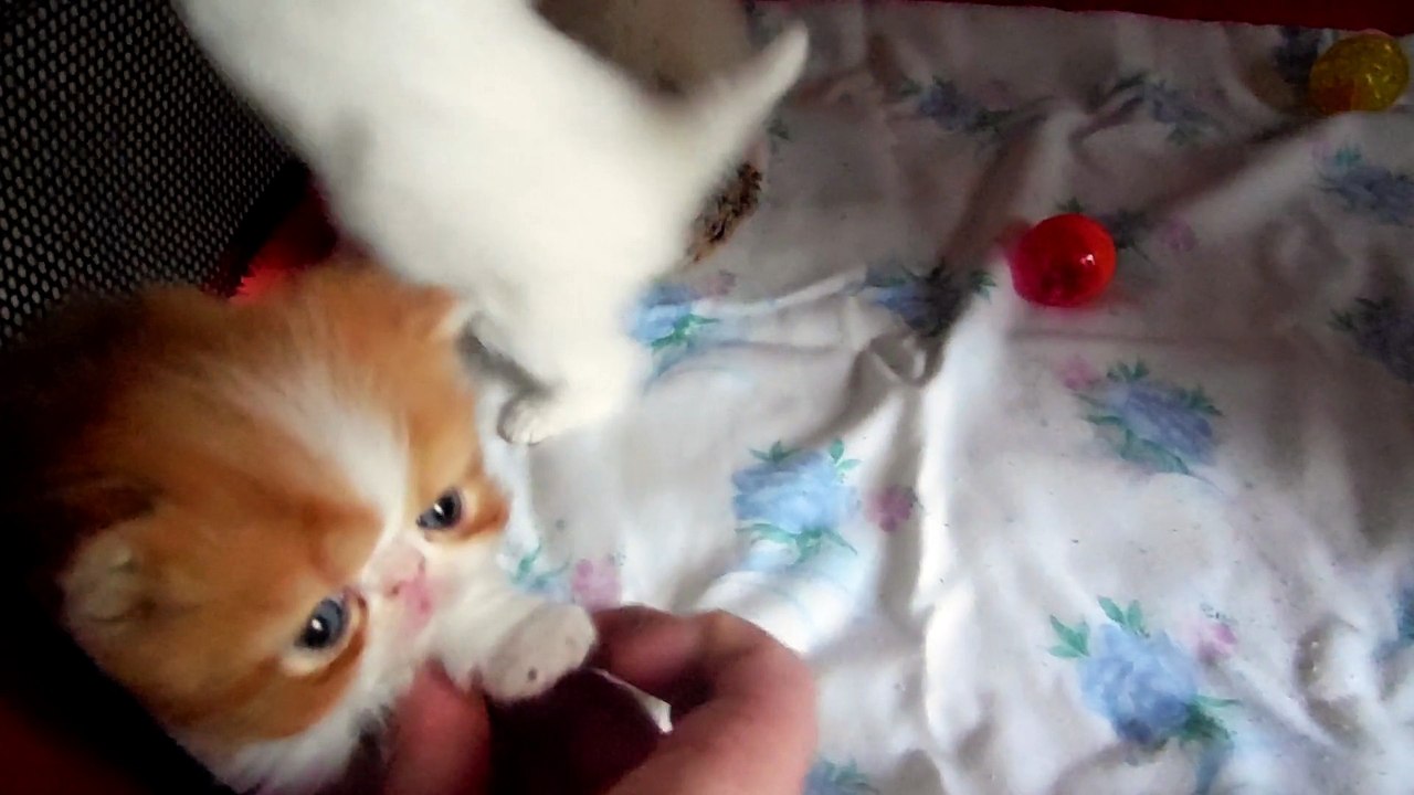 chatons  persan de quatre semaines