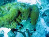 Scuba Diving Aruba: Coral Drift Dive