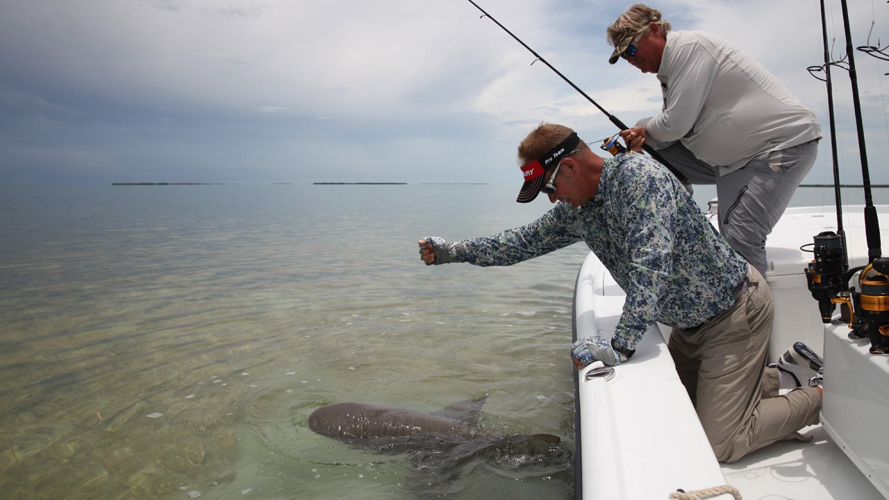 Everglades Sharking