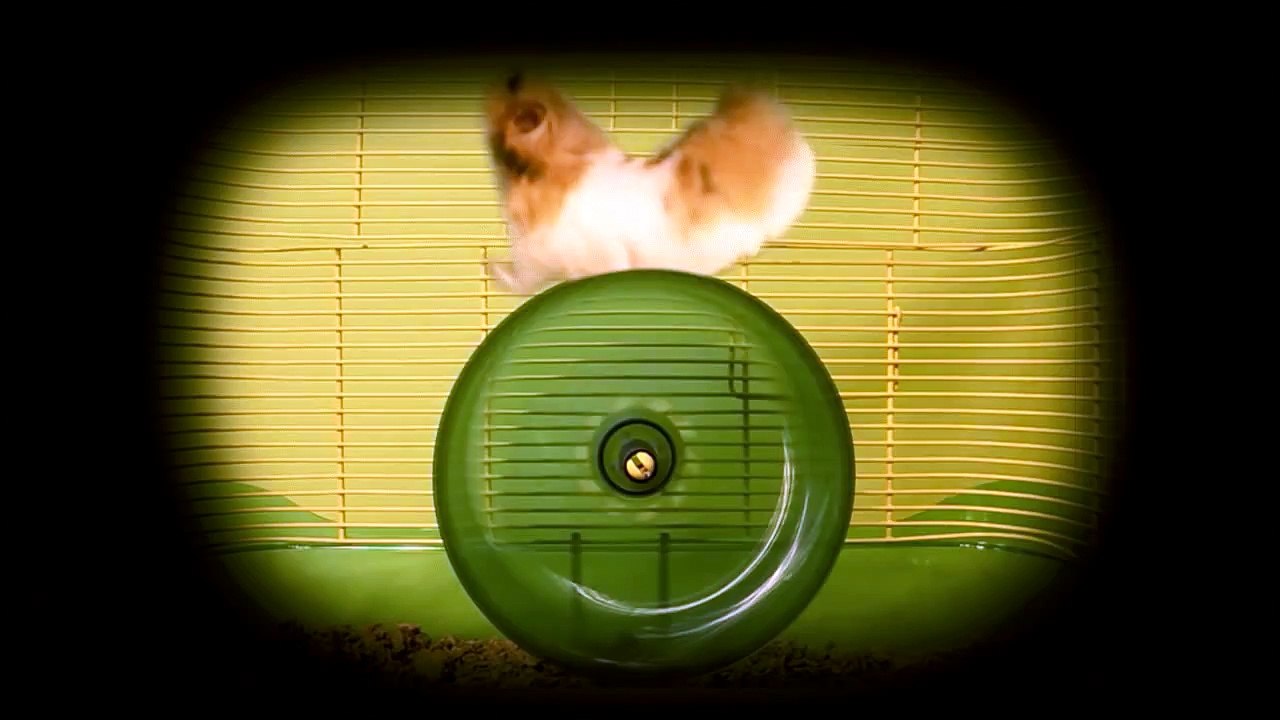 The Most Interesting Hamster in the World! - Dos Equis Commercial Parody  - The Talking Hamster