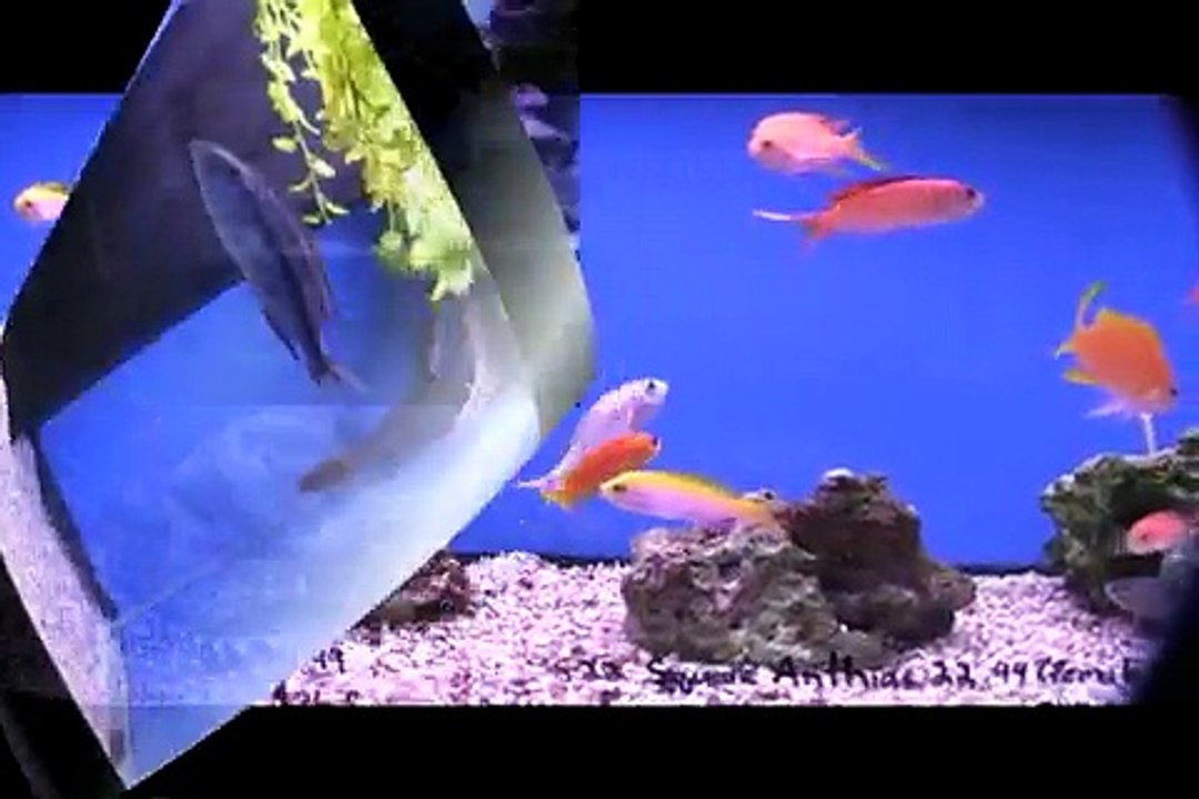 The Hidden Reef