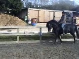 Andalusian PRE Black Stallion for Sale/ UK