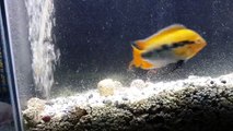 Archocentrus multispinosus cichlids fry 黃麒麟