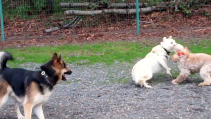 BREAK DANCING DOG (1.30.11 Day 446)
