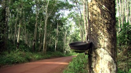Rubber plantation brings both work and worries to Gabon