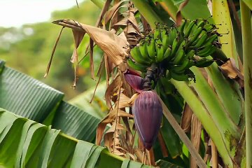 Receita do Cipó Umbigo de Banana com Ovo - 2 de 2