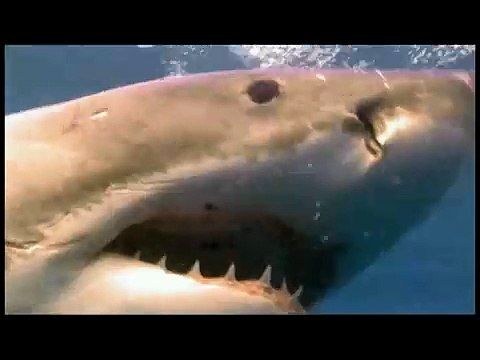 NATIONAL GEOGRAPHIC CHANNEL DEUTSCHLAND Planet der Raubtiere