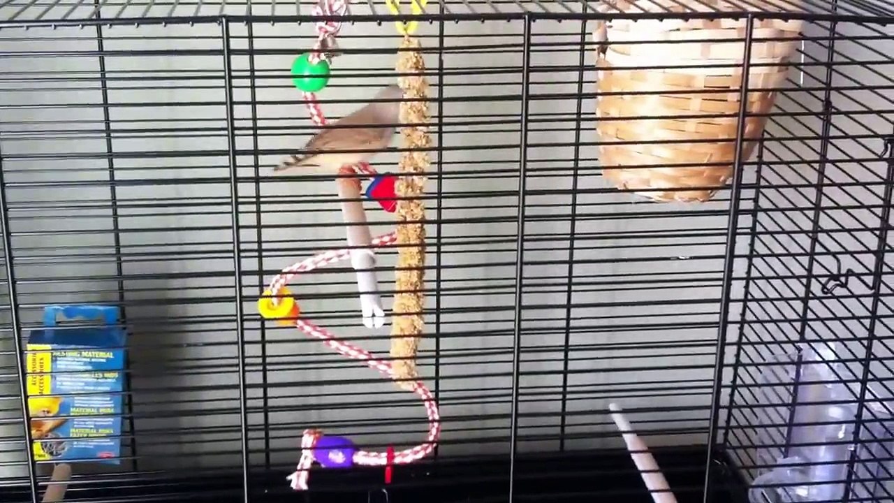 White Zebra Finch Birds Nesting