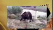 When Crazy Animals Attack Dog attacks Rabid Grizzly Bear ~ Best Funny Animals 2014