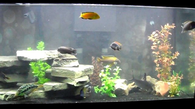 125 gallon African Cichlid Fish Tank