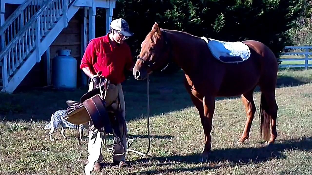 How to Saddle a Horse with a Western Saddle