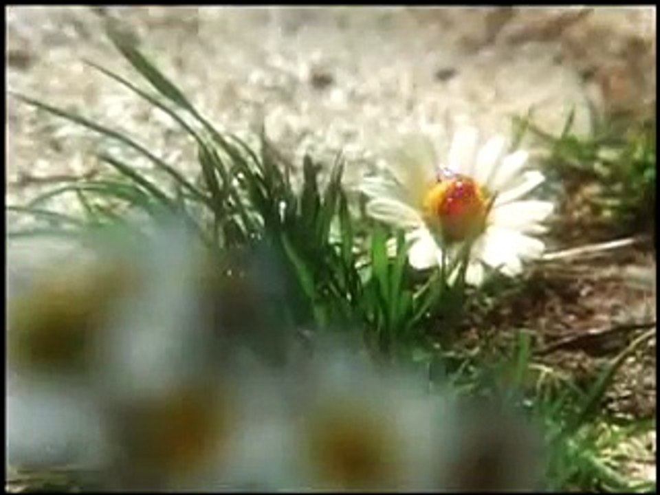 Valerie and Her Week of Wonders (Remastered edition) [1970]  Jaroslava Schallerova, Josef Abrham, Petr Kopriva, Karel Engel, Helena Anyzova, Jaromil Jires