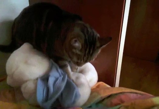 GATTO (gatto che miagola piano)