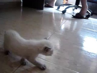 Crias de gato de 1 mes