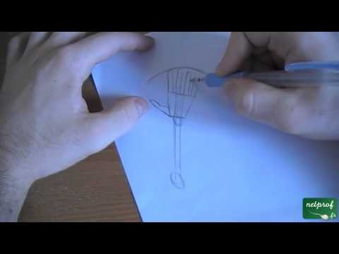 Dessiner des mains et des pieds proportionnés