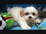 Female TeddyBear (Shih Tzu X Bichon Frise) Puppy