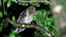 Fundación Rapaces de Costa Rica / Owls of Costa Rica