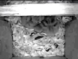 Baby Screech Owls (Owlets) in Nest Box
