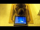 Mishka the cat and her iPad obsession