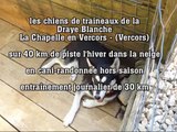 Les chiens de traîneaux de la Draye blanche (Drôme)  Vercors-14