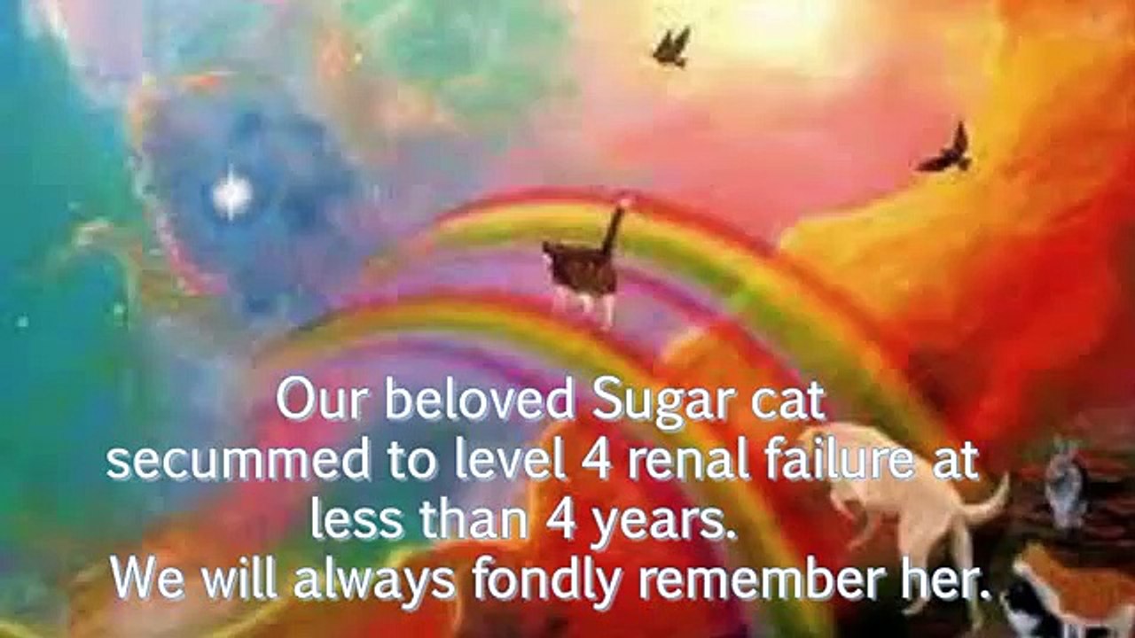 My dying cat