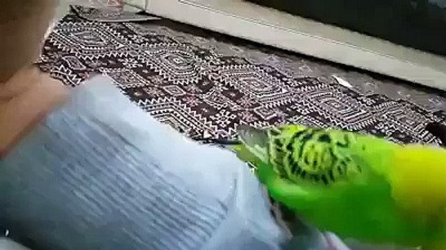 Şehitler ölmez vatan bölünmez diyen muhabbet kuşu