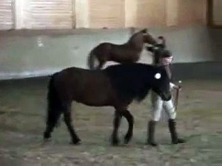 Eliasnes Sofus, mønstring på hingsteutstillinga NNHS 20