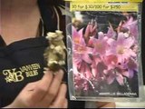 South African Flower Bulbs : Amaryllis Belladonna Exotic Flower Bulbs