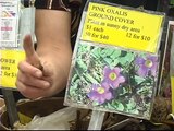 South African Flower Bulbs : Oxalis Exotic Flower Bulbs