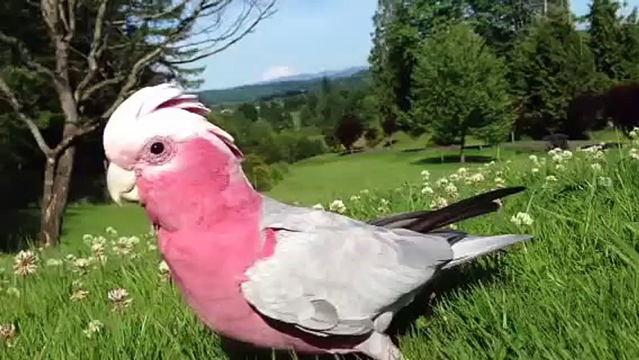 Talking Galah