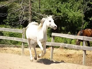 Arabian Horse