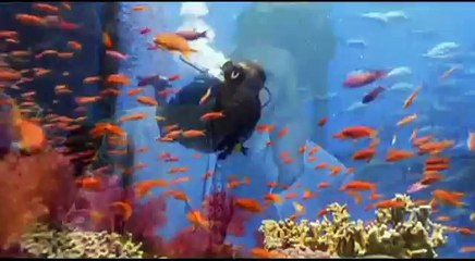 لاجولي مارينا شاليهات فيلات   01272109955  JPG