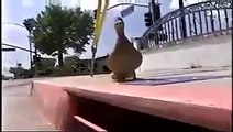 duck crying for its ducklings,  gets help from cops