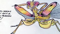 Quelques Dessins d'Insectes