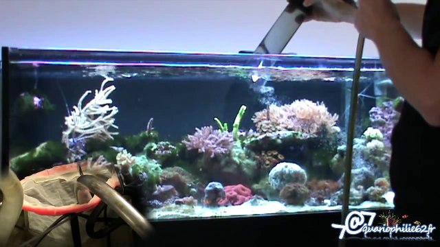 Entretien - Nettoyage d'un aquarium récifal (Marin ou eau de mer)