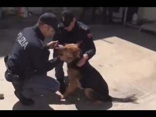 Lecce - Prende a calci il suo cane, studente denunciato (16.04.15)