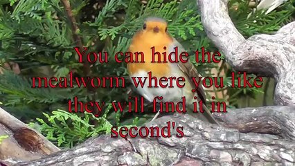 Robins & more robins all taken at Gorsley in Herefordshire