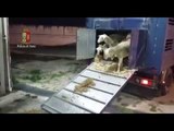 Roma - Controlli al trasporto di animali, violazioni e sanzioni (04.04.15)