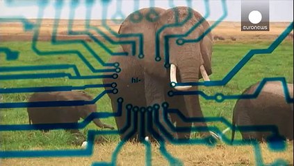 Слоны под защитой "беспилотников"